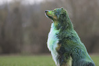 black-tri Australian Shepherd