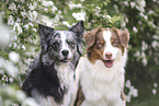 Australian Shepherds