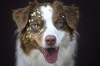 female Australian Shepherd