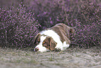 female Australian Shepherd