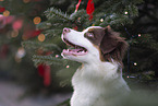 female Australian Shepherd