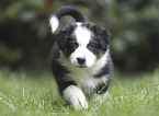 Australian Shepherd Puppy