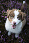 Australian Shepherd Puppy