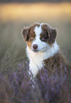 Australian Shepherd Puppy