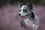 blue-merle Australian Shepherd