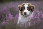 Australian Shepherd Puppy