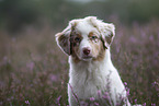 Australian Shepherd Puppy