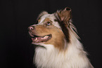 Australian Shepherd Portrait