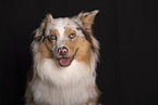 Australian Shepherd Portrait
