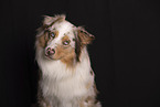 Australian Shepherd Portrait