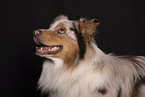 Australian Shepherd Portrait