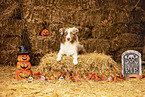 adult Australian Shepherd