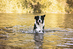 adult Australian Shepherd