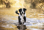 adult Australian Shepherd