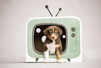 Australian Shepherd Puppy