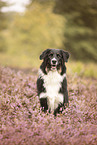 adult Australian Shepherd