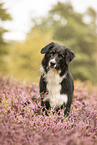 adult Australian Shepherd