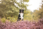 adult Australian Shepherd