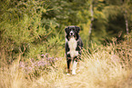 adult Australian Shepherd