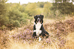 adult Australian Shepherd