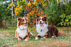 2 Australian Shepherds