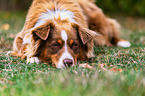 Australian Shepherd