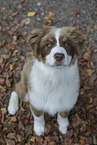 young Australian Shepherd