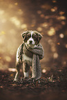 young Australian Shepherd