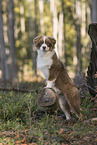 young Australian Shepherd