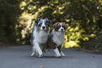 Australian Shepherd