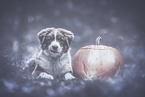 young Australian Shepherd