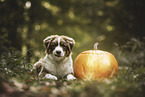 young Australian Shepherd