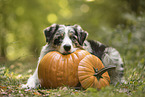 male Australian Shepherd
