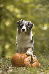 male Australian Shepherd