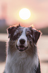 male Australian Shepherd