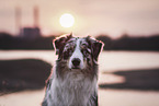 male Australian Shepherd