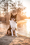 male Australian Shepherd