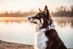 male Australian Shepherd
