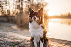 male Australian Shepherd