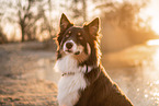 male Australian Shepherd
