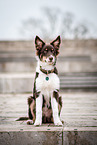 male Australian Shepherd