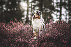 male Australian Shepherd