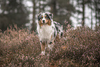 male Australian Shepherd