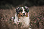 male Australian Shepherd