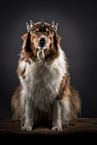 female Australian Shepherd