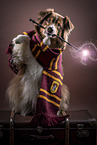 female Australian Shepherd