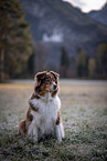 female Australian Shepherd