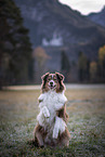female Australian Shepherd