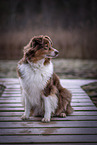 female Australian Shepherd