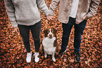 red-tri Australian Shepherd